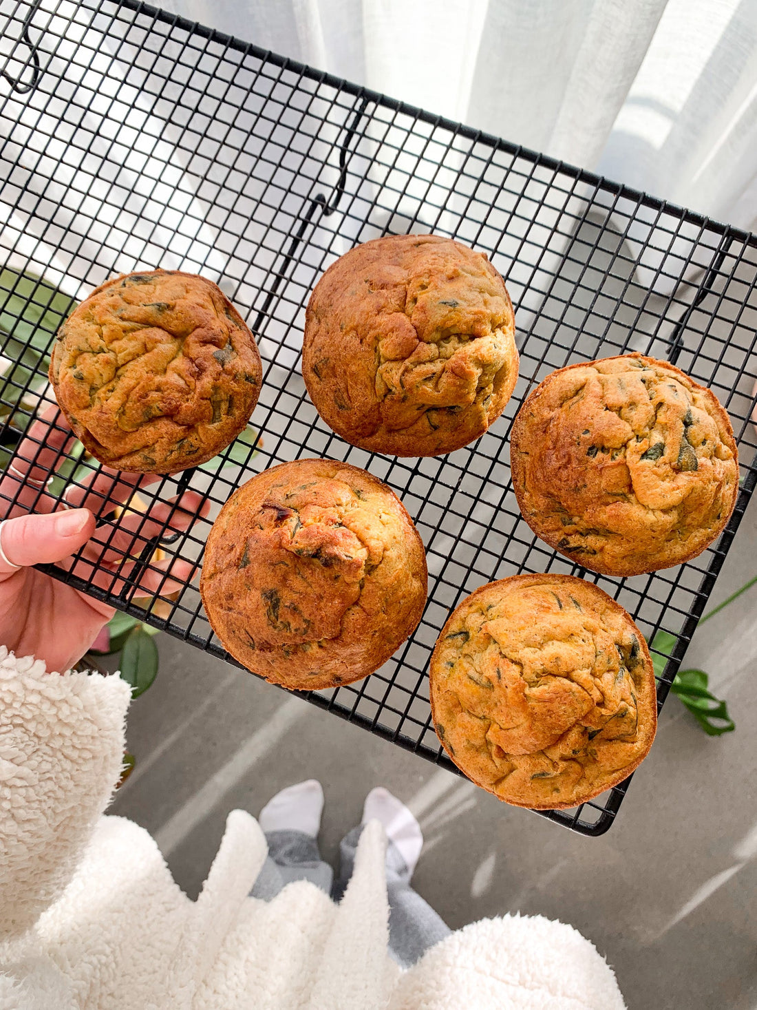 egg muffins